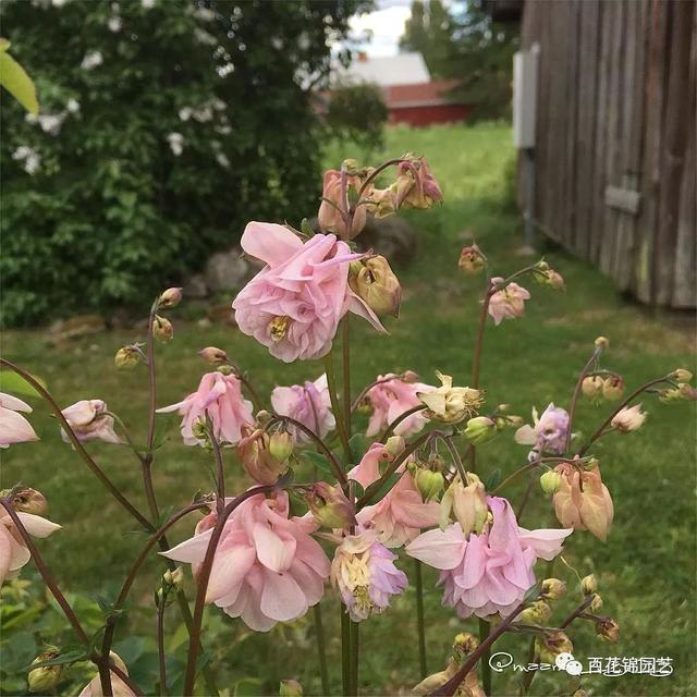 花期长达三季的别致小花漏斗菜，邀你欣赏，教你种植～