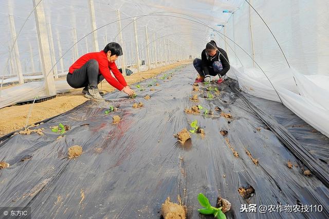 西葫芦冬季大棚怎么种植？这里有最全的技术要点分析（实用）