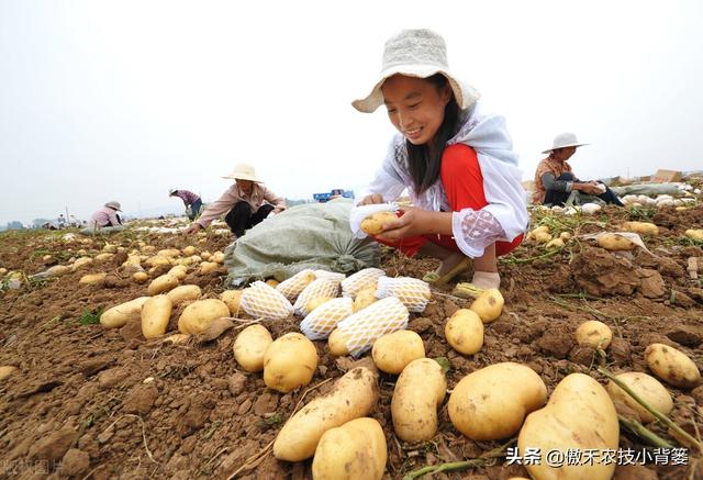 种土豆想高产，不妨试试这套种植管理方案