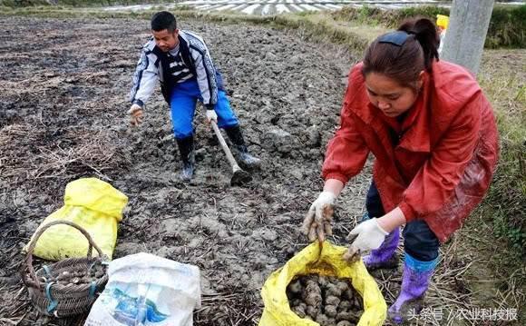 不种植水稻种“地下果”，收入却比水稻高！