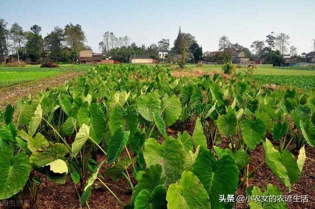 芋头要想产量高，选种，整地，管理很重要，做好以下四点保丰收