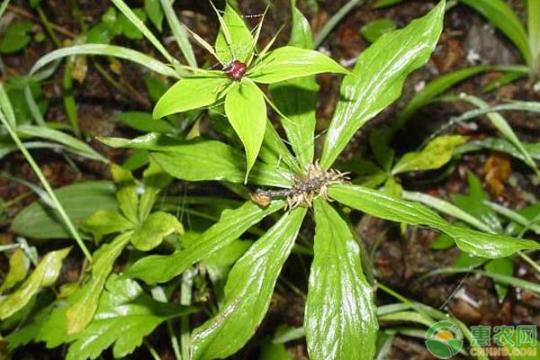 现在种植重楼能赚钱吗？重楼种植前景分析