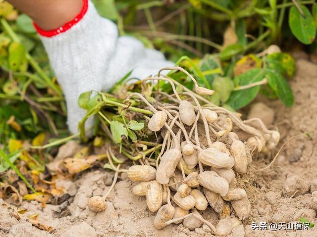 六十三团花生种植技术及种植效益提升策略