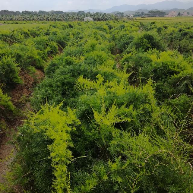 天门冬的药用价值及栽培技术