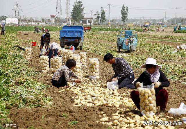 马铃薯如何种植管理，才能出苗齐壮、产量增加、提高品质？