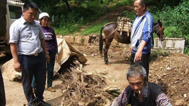 大理宾川：鸡足山香笋竹经过三年试点种植，研究出一套种植技术