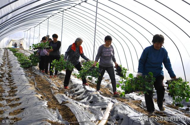 西葫芦冬季大棚怎么种植？这里有最全的技术要点分析（实用）