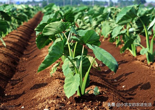 芋头要想产量高，选种，整地，管理很重要，做好以下四点保丰收