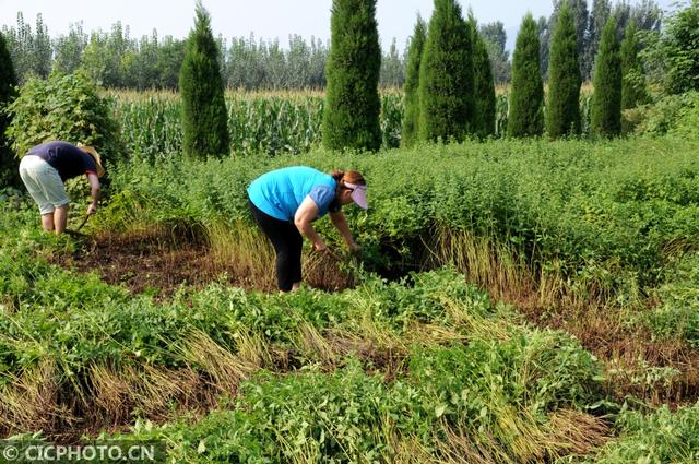 河南济源：冬凌草种植助农增收