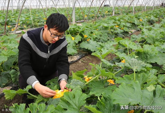 西葫芦冬季大棚怎么种植？这里有最全的技术要点分析（实用）