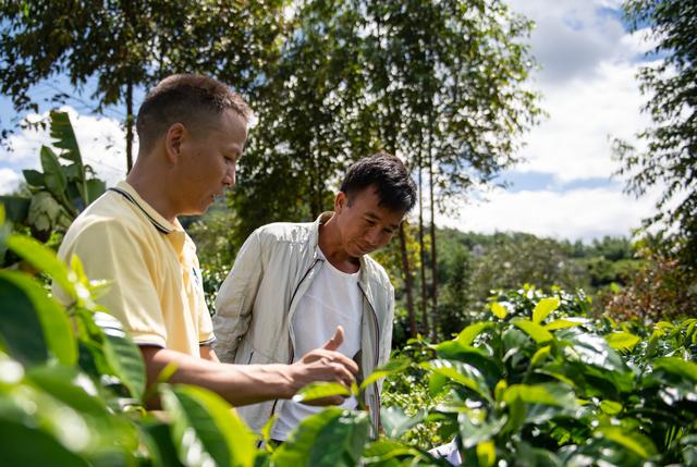 小豆子大门道 云南咖农蔡晴开的咖啡种植经