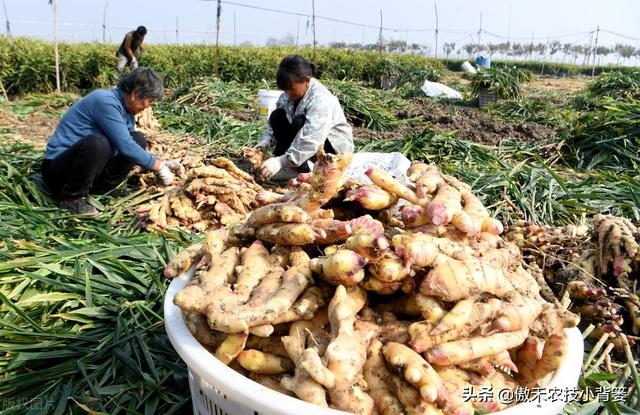 大姜怎样种植才能更高产？大姜膨大期管理应当抓住哪几个重点？