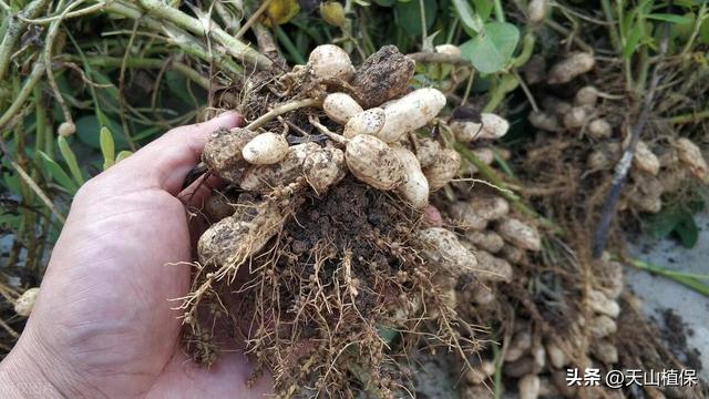 六十三团花生种植技术及种植效益提升策略