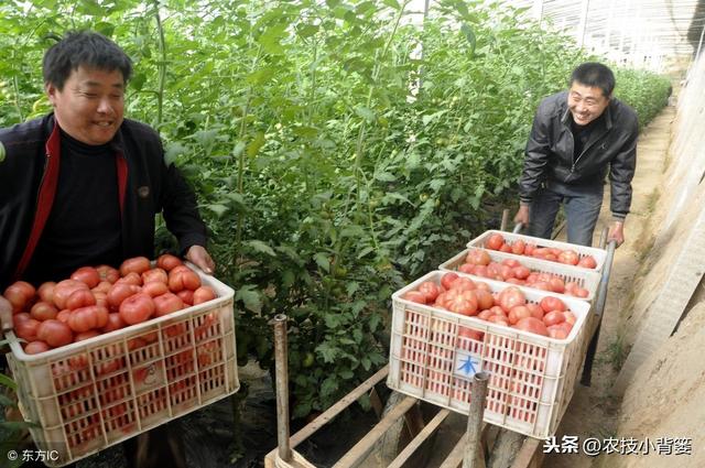 西红柿种植用好这5种小方法，同样的地块能够多收好几成！