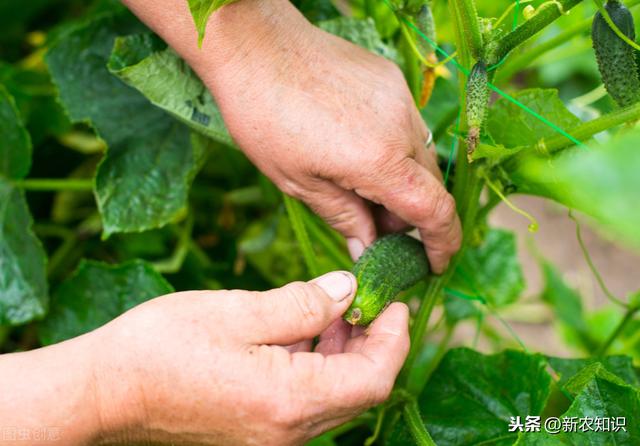 温室黄瓜栽培要点、以及存在的问题和解决措施，学会这些高产不难