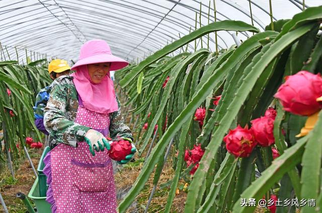 火龙果，热带水果北方种植，技术简单，一看就会