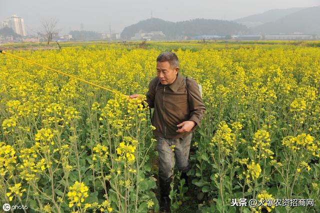 北方什么时候种油菜 油菜种植时间和方法