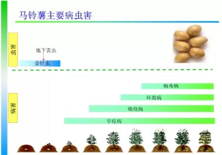 土豆种植4膜技术，与生长时期管理相结合，错峰上市增产提质