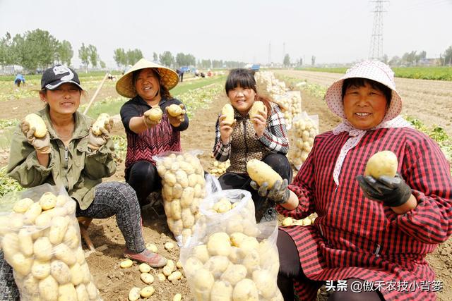 种土豆想高产，不妨试试这套种植管理方案