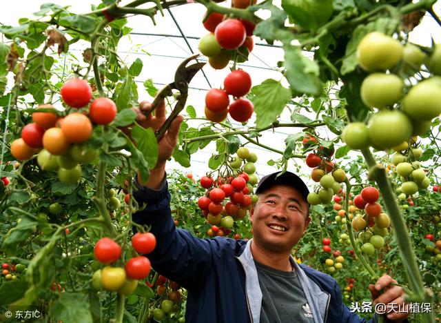 西红柿露地栽培技术