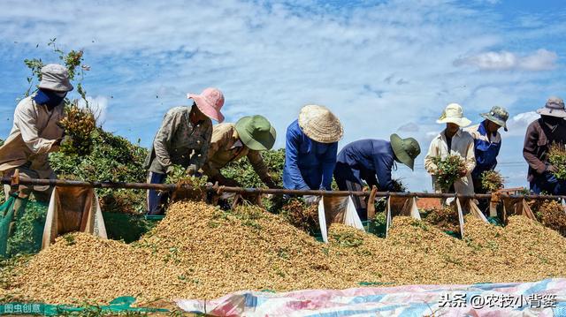 春花生种植做到这7点，发芽出苗快、烂种死棵少，还能有高产