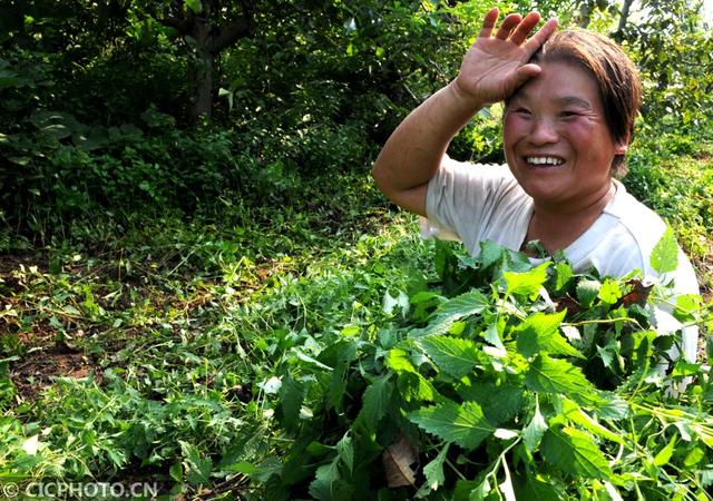 河南济源：冬凌草种植助农增收