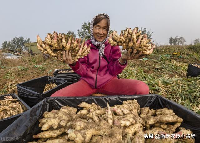 大姜怎样种植才能更高产？大姜膨大期管理应当抓住哪几个重点？