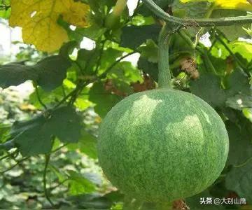 瓜蒌是种什么植物，生长习性及人工种植技术介绍