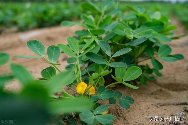 六十三团花生种植技术及种植效益提升策略