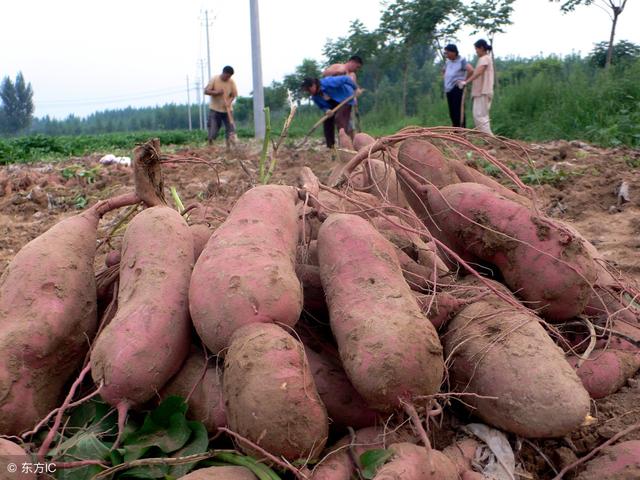 红薯市场价格很便宜，农民种植能赚钱吗？怎样才能赚更多？