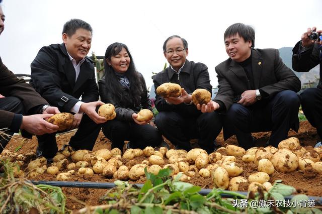 种土豆想高产，不妨试试这套种植管理方案