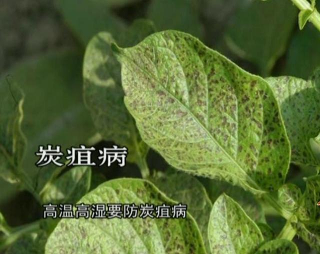 土豆种植4膜技术，与生长时期管理相结合，错峰上市增产提质