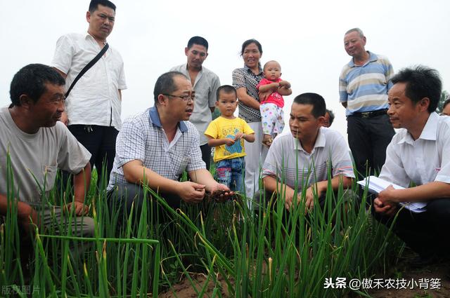 种植大葱学会这几招，缓苗快、葱白粗长、产量高