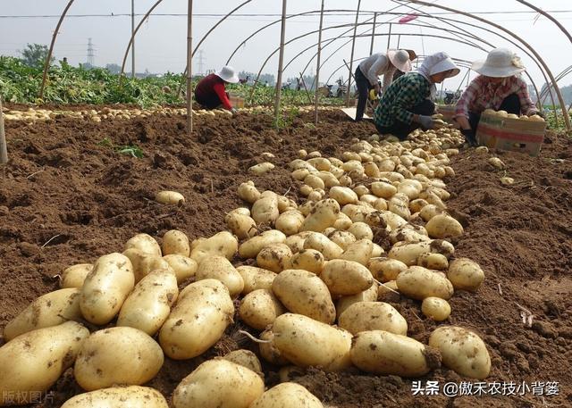 种土豆想高产，不妨试试这套种植管理方案