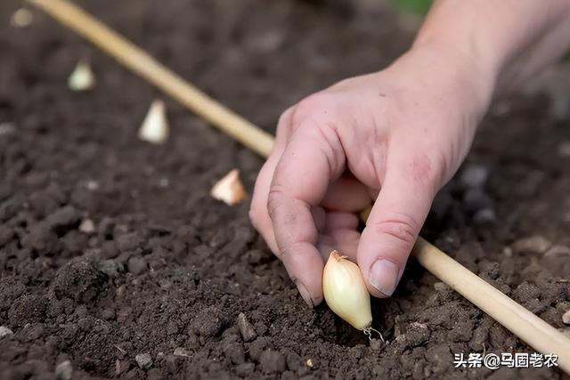 肥乡——中国圆葱之乡，看当地农民是怎么种洋葱的