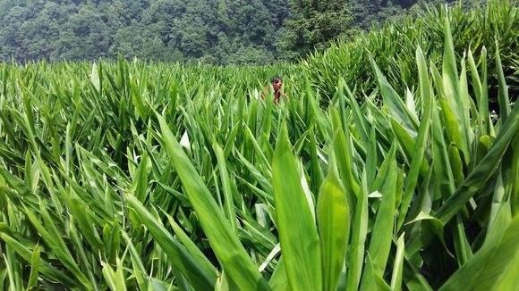 从野生到人工种植，懒人菜阳荷的市场发展前景及种植方法