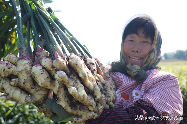 大姜怎样种植才能更高产？大姜膨大期管理应当抓住哪几个重点？