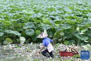 广西莲藕种植区域-广西柳江：“双季莲藕”之乡抢收忙