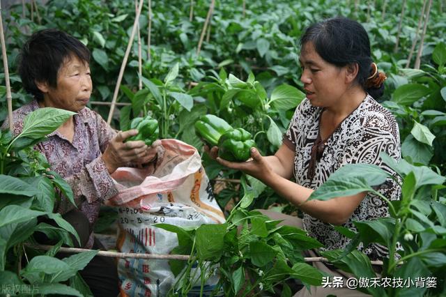 春季种植的各类瓜果蔬菜，农民在田间管理时应当注意这8点