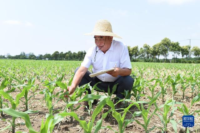 多种粮、种好粮——种粮大户在行动