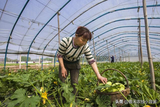 春季种植的各类瓜果蔬菜，农民在田间管理时应当注意这8点