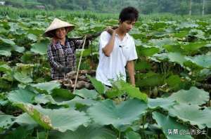 莲藕种植成本及收益-农民种植一种莲藕，卖相好售价高还能直接生吃，年收益达20万