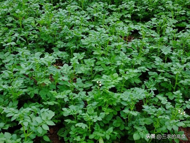 春天露地种植土豆，从这10个步骤入手，结出的土豆成堆太喜人