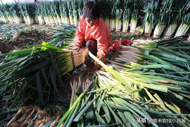 种植大葱学会这几招，缓苗快、葱白粗长、产量高