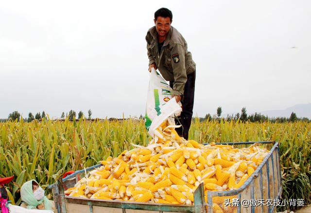 玉米怎样种植管理产量高？重点抓好这3个生长阶段的管理