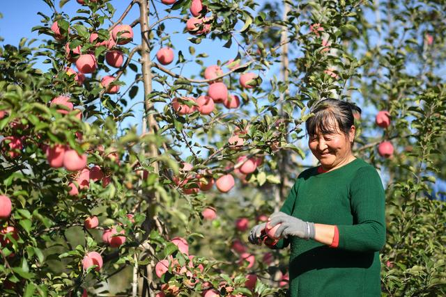 （新华全媒+）黄土高原迎来苹果收获季