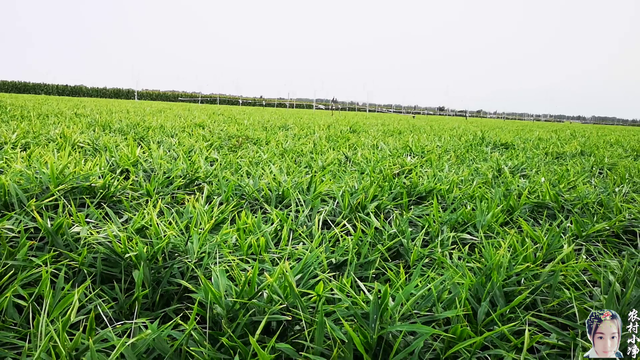 种植大姜你需要投资多少？种一亩大姜的成本是多少？小净告诉你