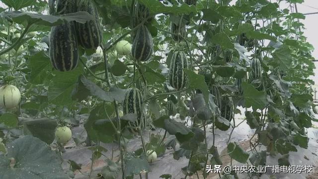 【田间示范秀】吊种甜瓜有新招