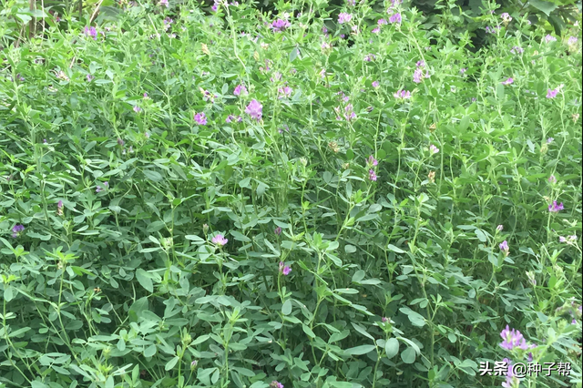 牧草种植不可少的紫花苜蓿，饲养价值分析，想高产要做好以下几点