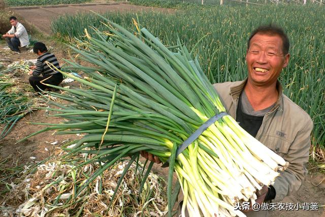 种植大葱学会这几招，缓苗快、葱白粗长、产量高